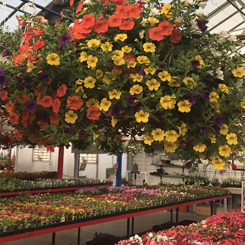 Bedding plants, annuals, perennials, roses and gardening supplies Directions to Tom Strain & Sons Farm Market and Garden Center, 5041 Hill Avenue, Toledo, Ohio