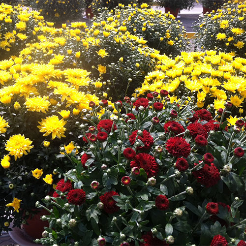 Plenty of pumpkins, mums, gourds, fall vegetables and fall decorations at Tom Strain & Sons Farm Market and Garden Center, 5041 Hill Avenue, Toledo, Ohio