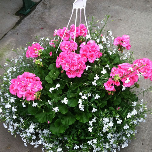 Bedding plants, annuals, perennials, roses and gardening supplies Directions to Tom Strain & Sons Farm Market and Garden Center, 5041 Hill Avenue, Toledo, Ohio