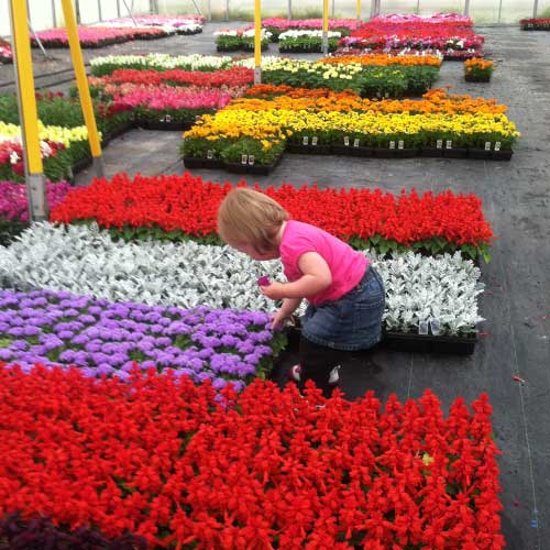 Bedding plants, annuals, perennials, roses and gardening supplies Directions to Tom Strain & Sons Farm Market and Garden Center, 5041 Hill Avenue, Toledo, Ohio