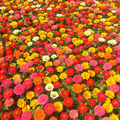 Bedding plants, annuals, perennials, roses and gardening supplies Directions to Tom Strain & Sons Farm Market and Garden Center, 5041 Hill Avenue, Toledo, Ohio